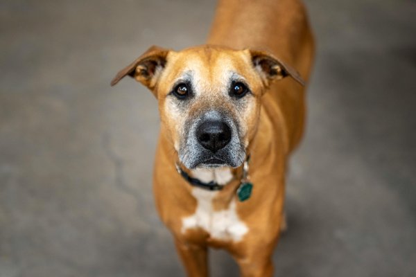 Le rôle des chats et chiens dans le développement des enfants