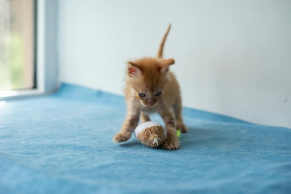Les différentes races de chats blancs