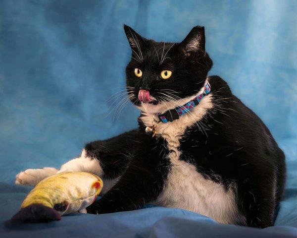 Parrainage canin et bien-être animal: comprendre les enjeux